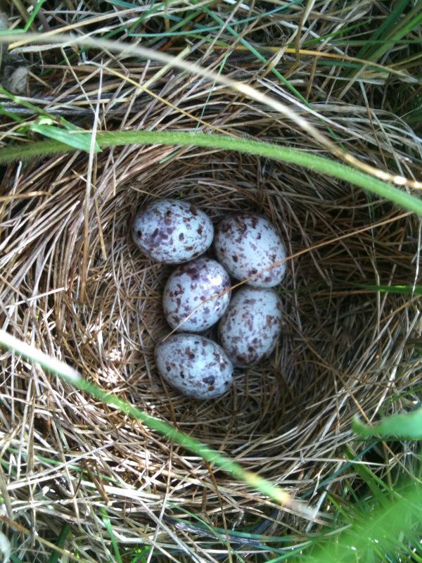 Bobolink nest with eggs by Larry Master