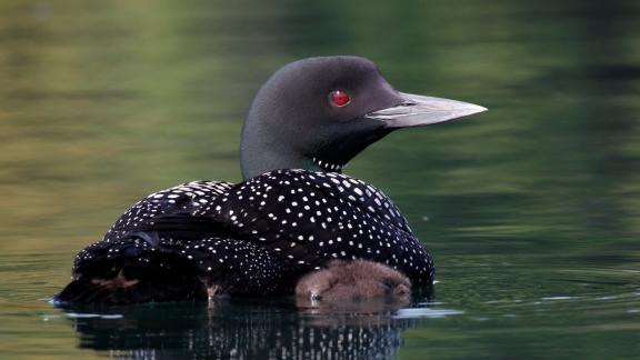 Adirondack Loon with chick